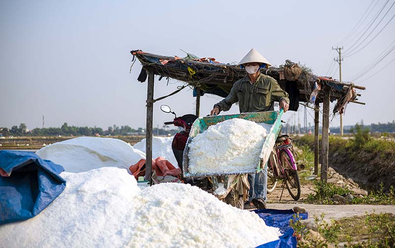 Giá muối giảm sâu, không tiêu thụ được, khiến diêm dân rất lo lắng.