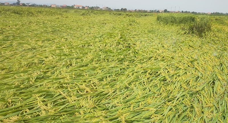Nhiều diện tích lúa đông-xuân trên địa bàn huyện Lệ Thủy bị đổ ngã do mưa gió.