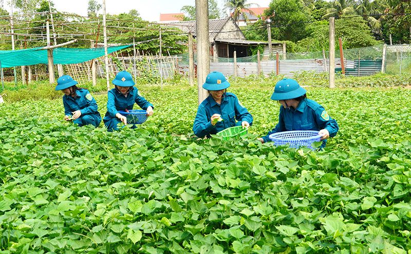 Phong trào tăng gia sản xuất, nâng cao đời sống được các nữ dân quân hưởng ứng tích cực.
