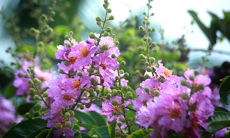 Nắng mai.