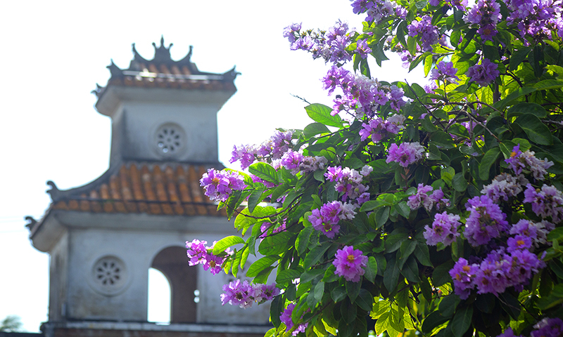 Khoe sắc.