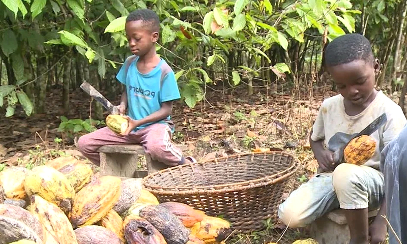 Trẻ em tuổi thu hoạch hạt ca cao ở Ghana. Ảnh: reddit.com
