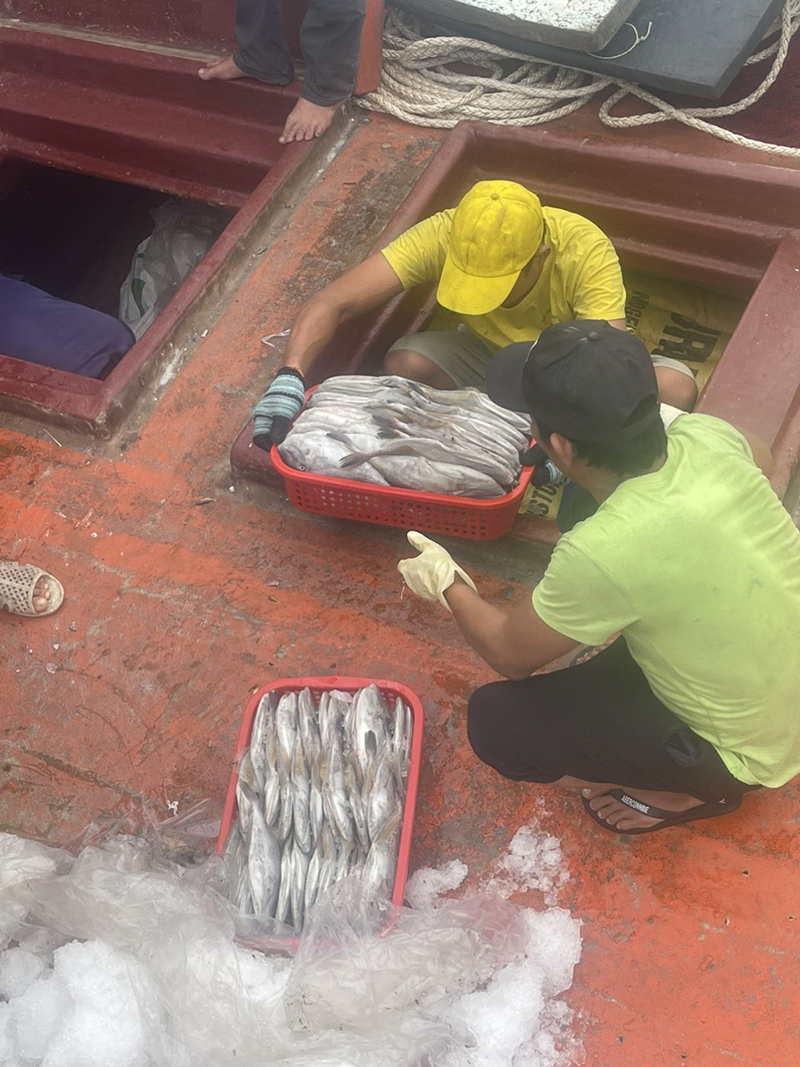 Mới bắt đầu vụ đánh bắt nhưng nhiều ngư dân Cảnh Dương đã trúng cá bò.