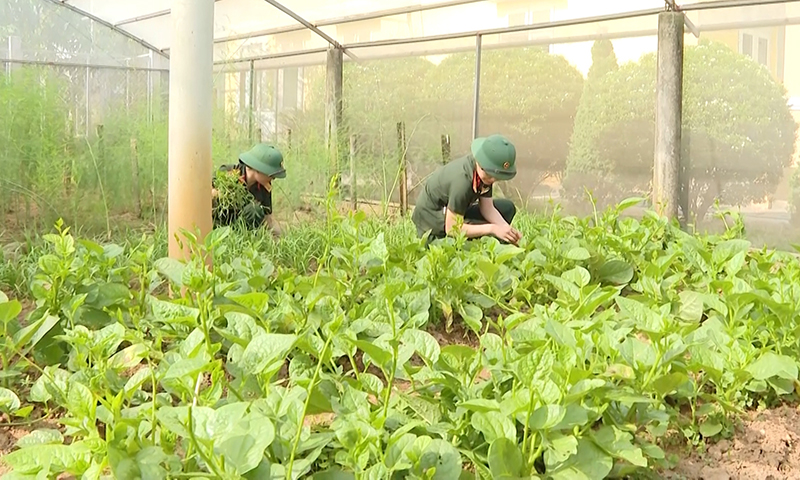 Cán bộ, chiến sĩ Ban Chỉ huy Quân sự huyện Bố Trạch tích cực xây dựng các khu vườn tăng gia sản xuất.