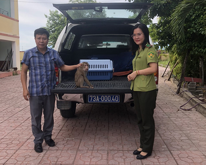 Hạt Kiểm lâm Quảng Trạch bàn giao cá thể khỉ đuôi lợn quý hiếm cho Trung tâm Cứu hộ, bảo tồn và Phát triển sinh vật thuộc VQG PN-KB.