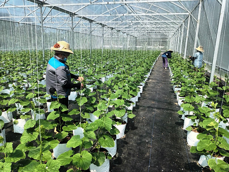 Mô hình trồng rau trong nhà màng của anh Nguyễn Quang Vinh, xã Hưng Thủy (Lệ Thủy).  