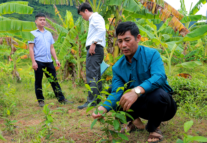 Cận cảnh cây xạ đen.