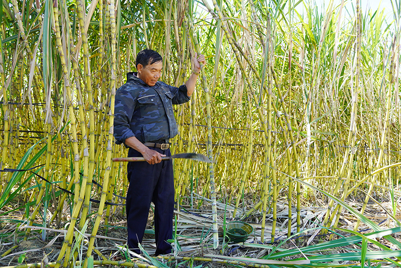 Mía đạt năng suất cao, mang lại thu nhập khá cho người dân.