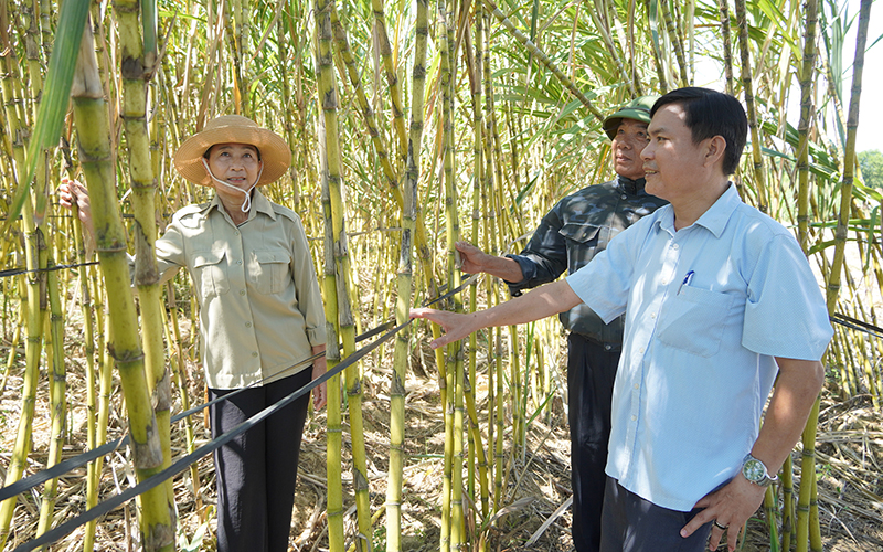 Huyện Bố Trạch hướng đến việc xây dựng vùng chuyên sản xuất mía cung cấp cho thị trường.