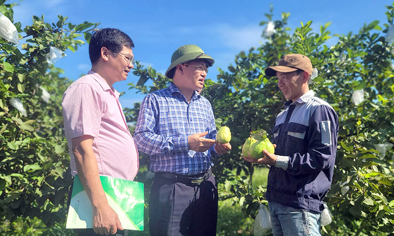 Nhiều mô hình kinh tế được  "tiếp sức " nhờ vốn vay chính sách.