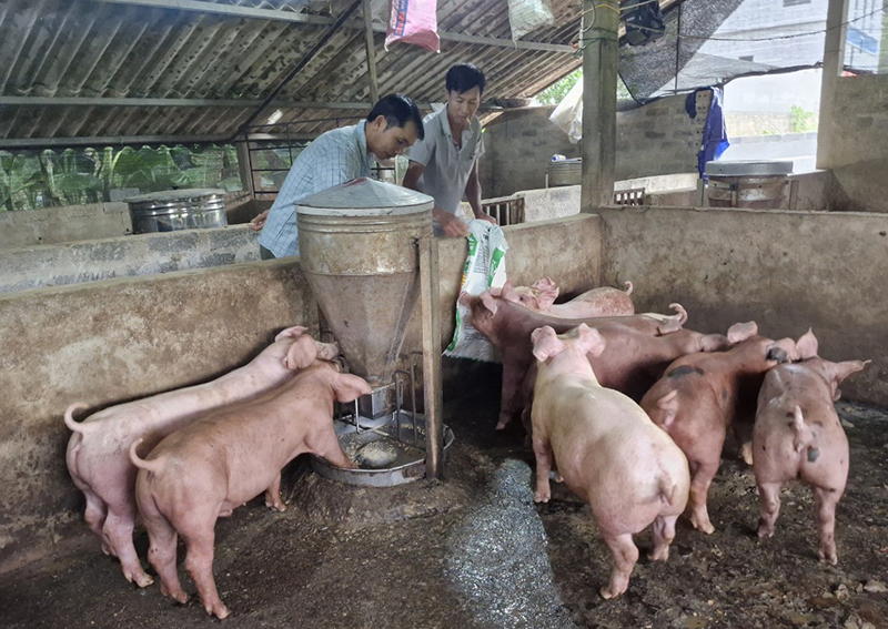 Mô hình nuôi lợn của cựu chiến binh Nguyễn Thanh Ngọc, thôn Ba Tâm, xã Thuận Hóa cho thu nhập cao.