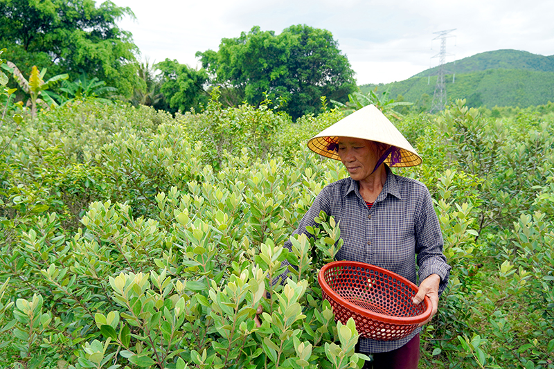 Người dân thu hoạch sim trong vườn nhà.