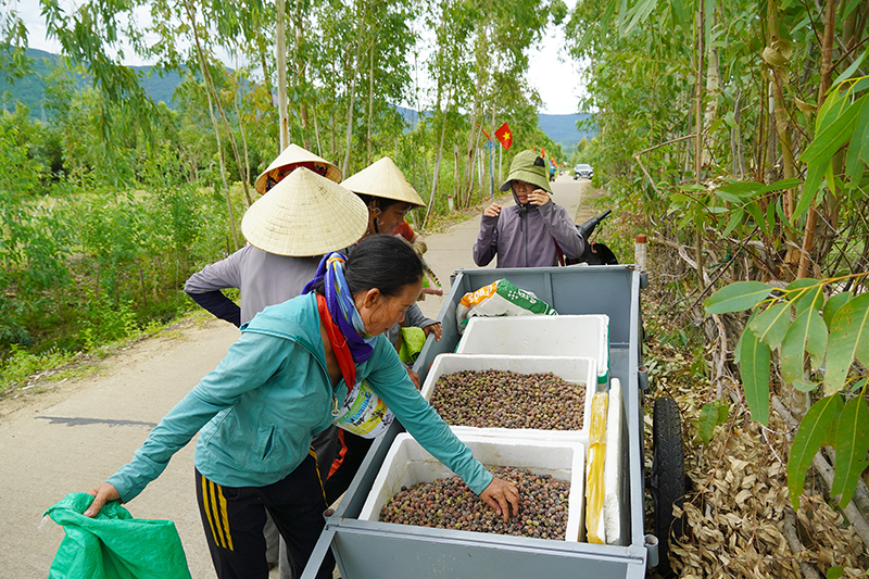 Thương lái thu mua sim.