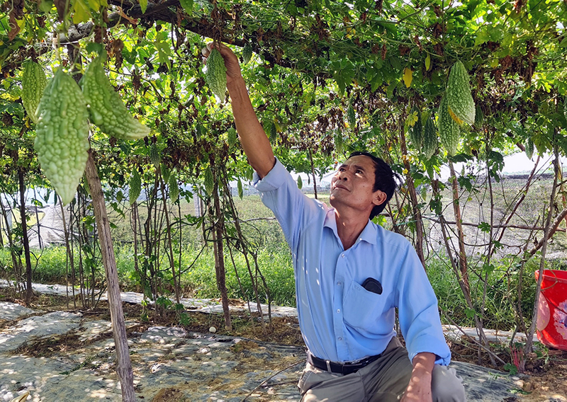  Nông dân xã Hiền Ninh chuyển đổi đất trồng lúa sang trồng mướp đắng.
