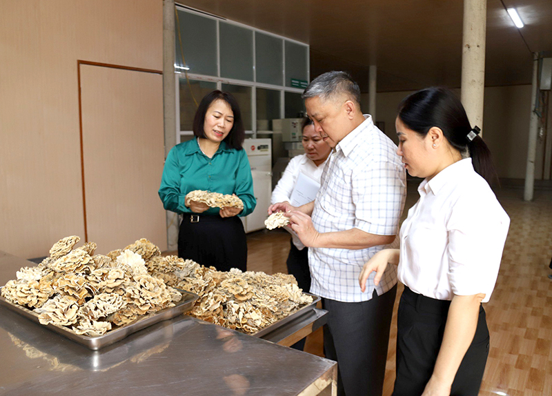 Nấm vân chi là loại dược liệu quý, thích hợp với khí hậu thổ nhưỡng trên địa bàn tỉnh.
