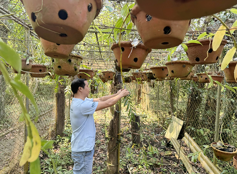 Bảo tồn các loài phong lan.