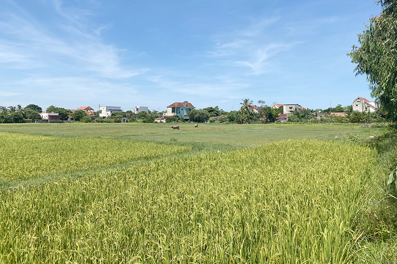 Địa điểm được quy hoạch khu tái định cư của dự án Đường ven biển ở thôn Di Lộc, xã Quảng Tùng (Quảng Trạch).