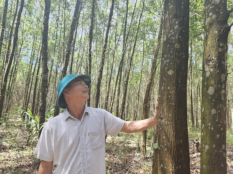 Ông Nguyễn Văn Thuận: “Rừng gỗ lớn mang lại nguồn lợi lớn cho người trồng rừng”.