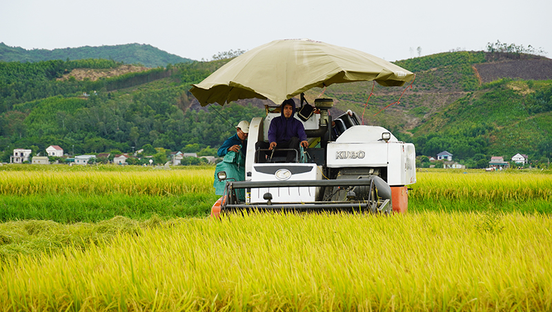 Nông dân TX. Ba Đồn thu hoạch lúa hè-thu.