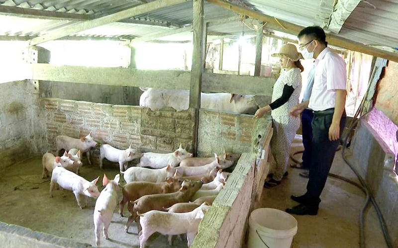 Mô hình chăn nuôi của gia đình chị Đinh Thị Thảo, bản K-Vi, xã Dân Hóa mang lại hiệu quả kinh tế cao.
