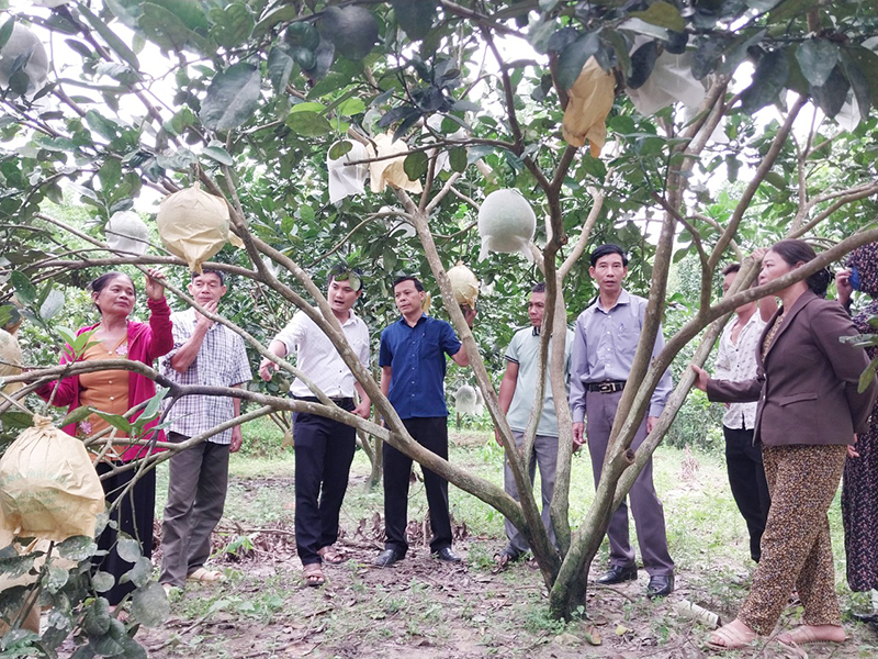 Nhiều hộ gia đình đồng bào dân tộc thiểu số trên địa bàn huyện Minh Hóa đã biết cải tạo vườn tạp thành vườn sản xuất.