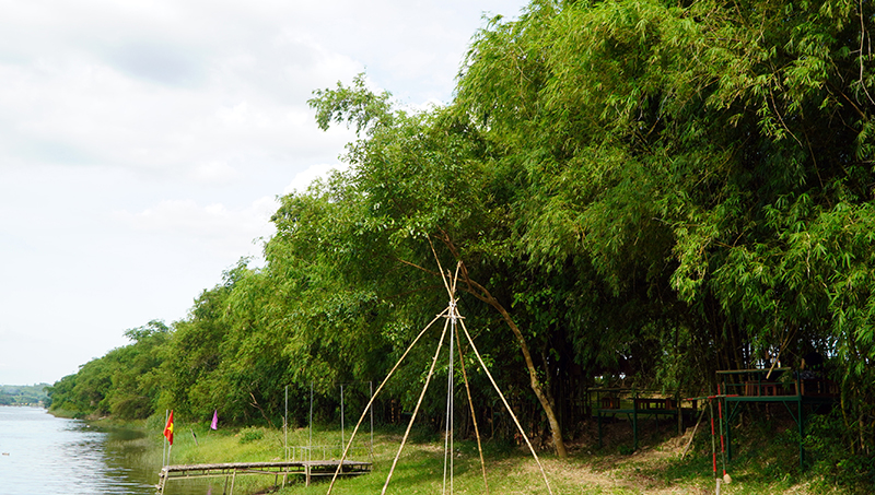 Những lũy tre tại xã Hưng Trạch (Bố Trạch) được chăm sóc, bảo tồn hiệu quả.
