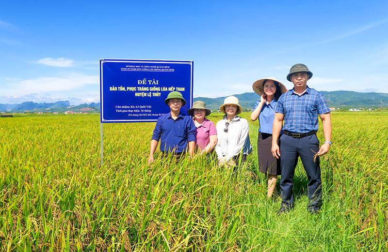 Mô hình sản xuất giống lúa nếp than tại xã Ngân Thủy (Lệ Thủy).