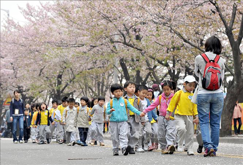 Giáo viên đưa trẻ em mẫu giáo dã ngoại ngắm hoa anh đào trong công viên tại Seoul, Hàn Quốc. Ảnh: AFP/ TTXVN