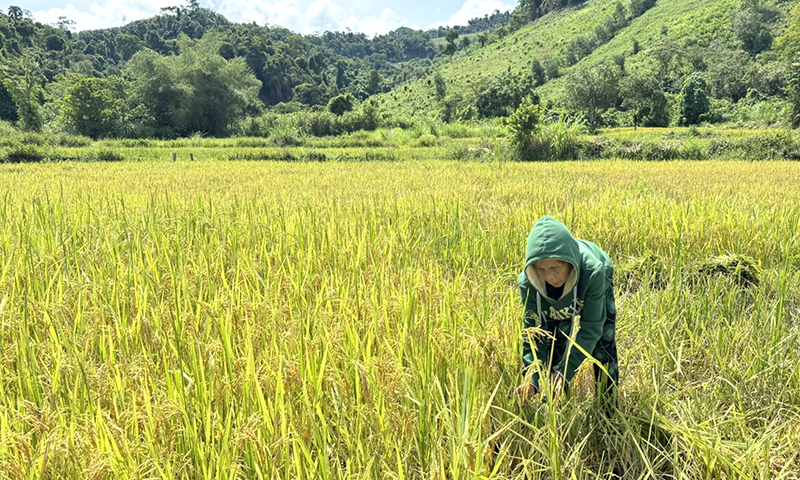 Bà con xã Lâm Thủy (Lệ Thủy) thu hoạch lúa hè-thu.