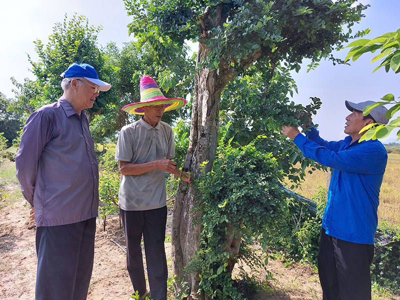 Khuyến khích áp dụng khoa học kỹ thuật để từng bước hiện đại các vườn mẫu.