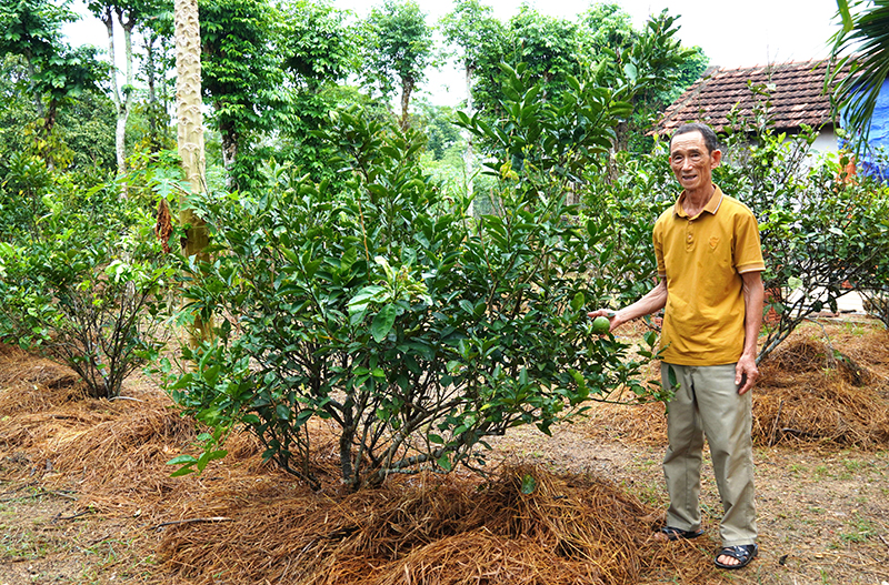 Vườn mẫu của ông Lê Thế Tào đã được thẩm định, đánh giá đạt chuẩn vườn mẫu nông thôn mới. 