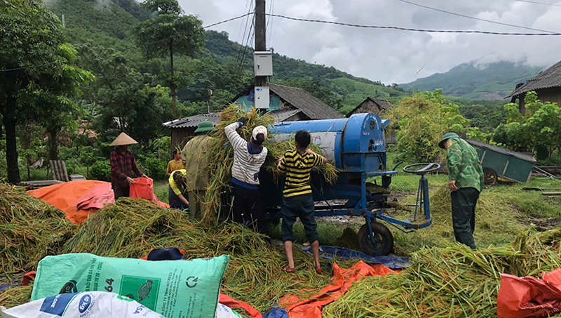 Năng suất vụ hè - thu 2024 đạt gần 4,5 tấn/ha