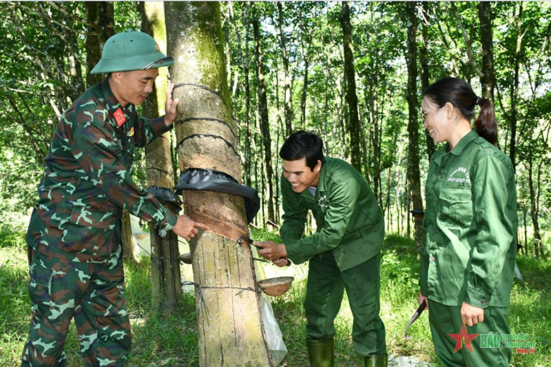  Cán bộ Đoàn KT-QP 79 hướng dẫn lao động khai thác mủ cao su.
