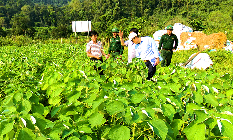 Đồn Biên phòng Cà Xèng xây dựng mô hình trồng cây gai xanh tại xã Thượng Hóa (Minh Hóa).