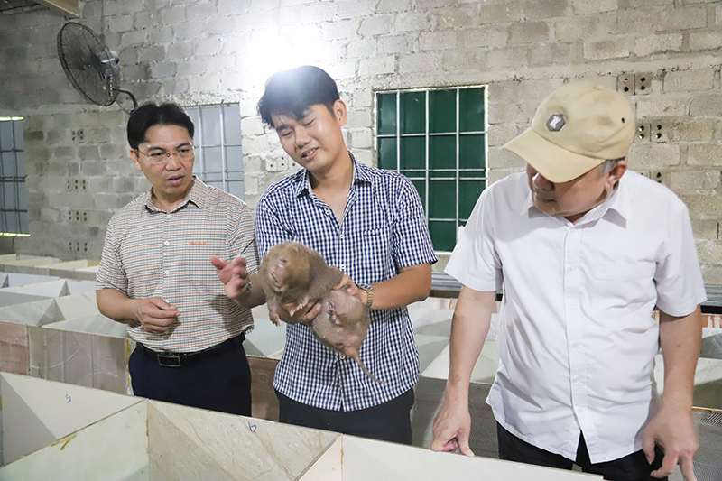 Anh Lê Hữu Như Ý chăm sóc đàn dúi mốc lớn.