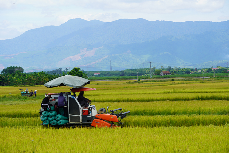 Diện tích lúa vụ hè-thu năm 2024 tăng, góp phần nâng cao sản lượng lương thực trên địa bàn.