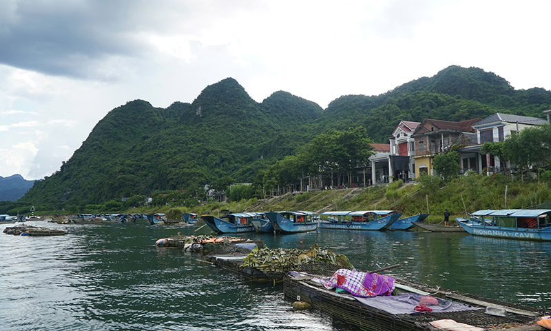 Hiện toàn thị trấn Phong Nha có 635 lồng nuôi cá Trắm.