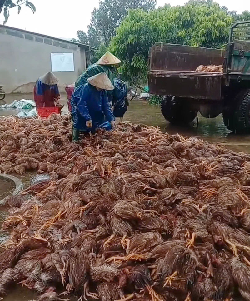 Hỗ trợ các hộ chăn nuôi gà mang đi chôn lấp