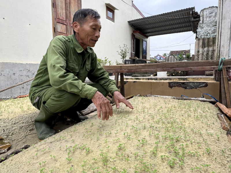 Ông Hoàng Văn Ngàn thôn Mốc Định, xã Hồng Thủy đang khôi phục lại sản xuất nông nghiệp.