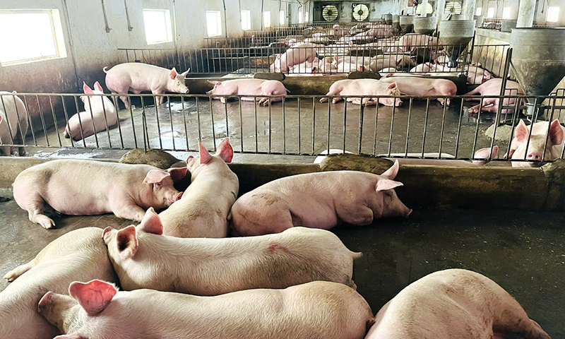 Trang trại chăn nuôi của HTX Nông nghiệp an toàn Tâm Sen bảo đảm vệ sinh môi trường trong chăn nuôi.