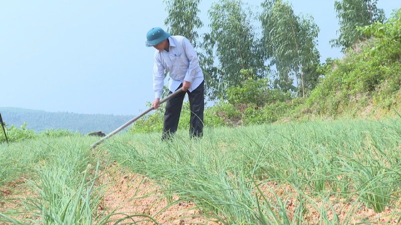 Nông dân Quảng Trạch trồng nén, gừng trên vùng gò đồi.