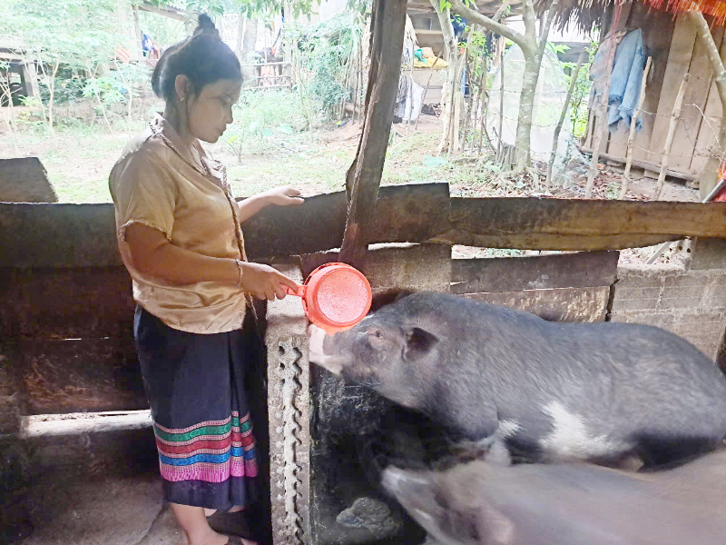 Mô hình nuôi lợn bản của chị Hồ Thị Khuynh, xã Dân Hóa (Minh Hóa).