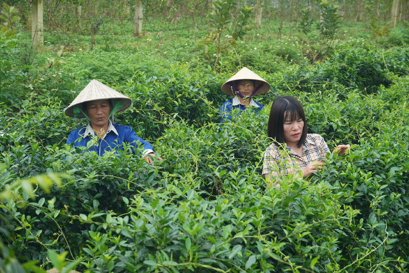 Sản xuất nông nghiệp trên địa bàn huyện Bố Trạch ngày càng nâng cao chất lượng.