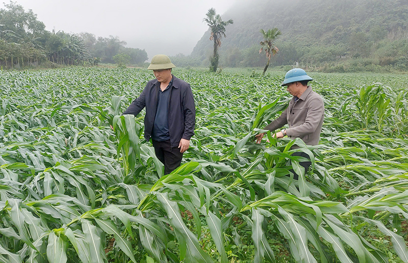 Hàng chục ha ngô của xã Đồng Hóa bị ảnh hưởng do lốc xoáy.