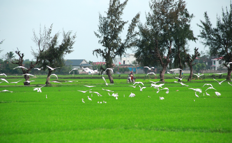 Đồng xanh.