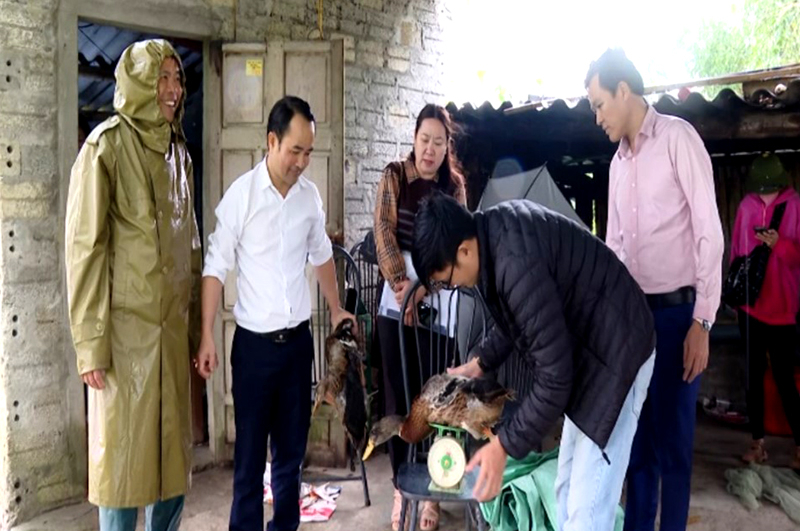 Mô hình nuôi thử nghiệm giống vịt Bầu Bến thương phẩm theo hướng bán chăn thả tại xã Quảng Phương (Quảng Trạch) bước đầu đạt kết quả.