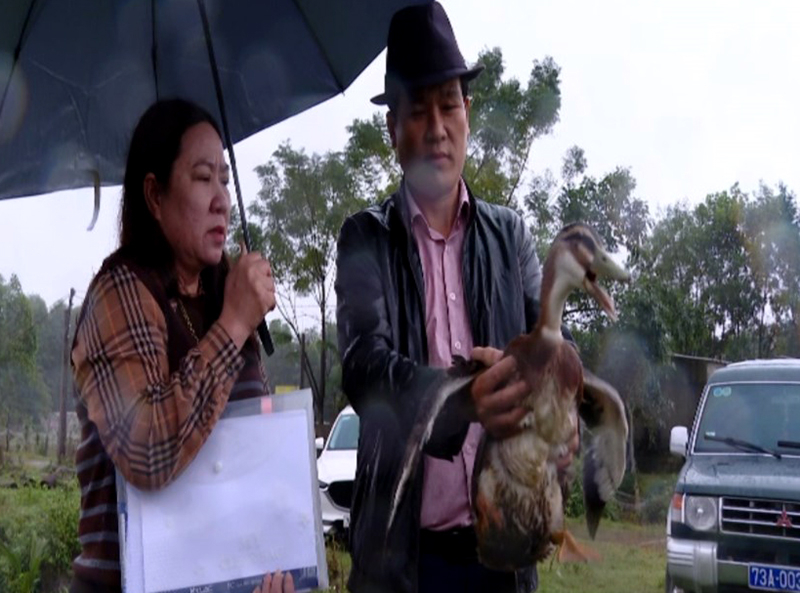 Mô hình nuôi thử nghiệm giống vịt Bầu Bến thương phẩm theo hướng bán chăn thả tại xã Quảng Phương (Quảng Trạch) bước đầu đạt kết quả.