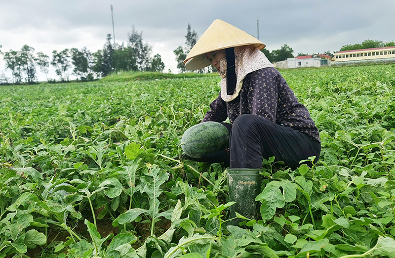 Người dân huyện Quảng Ninh mạnh dạn chuyển đổi cơ cấu cây trồng để tăng thu nhập.