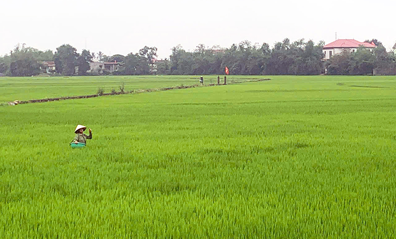 Nông dân huyện Quảng Ninh chăm sóc diện tích lúa bị sâu bệnh.