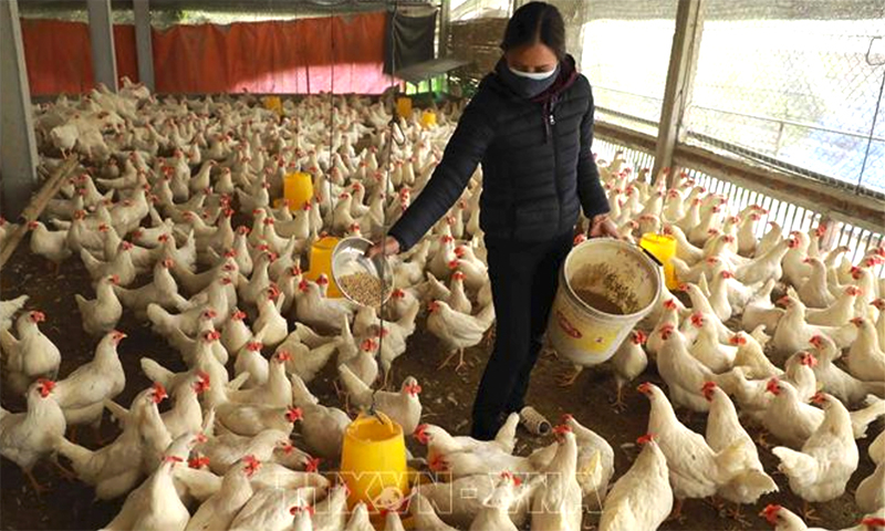 Trang trại chăn nuôi của hộ nông dân ở thôn Ngoại, xã Phú Kim, huyện Thạch Thất. Ảnh minh họa: Vũ Sinh/TTXVN